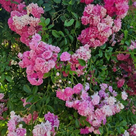 Swiss Mountains, Romantic, Heidiland, And Via Gondola