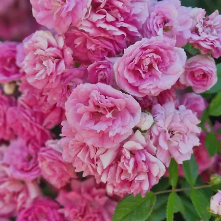 Swiss Mountains, Romantic, Heidiland, And Via Gondola Dom wakacyjny