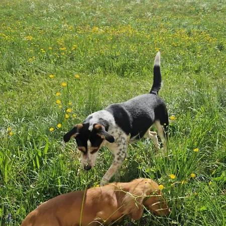 Dom wakacyjny Swiss Mountains, Romantic, Heidiland, And Via Gondola Quarten