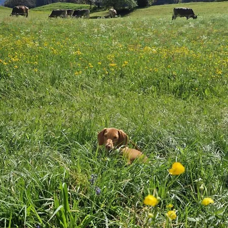 Swiss Mountains, Romantic, Heidiland, And Via Gondola * Quarten