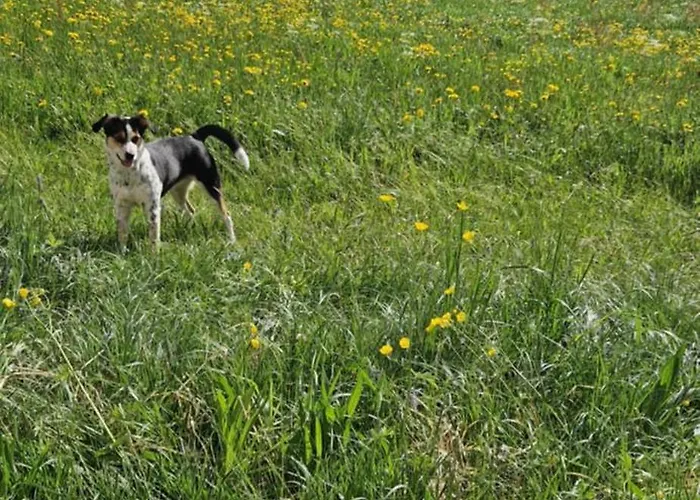Swiss Mountains, Romantic, Heidiland, And Via Gondola * Quarten