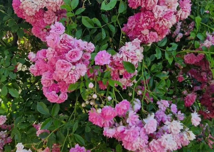 Swiss Mountains, Romantic, Heidiland, And Via Gondola