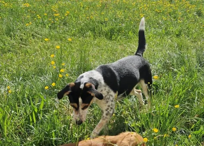 Tatil Evi Swiss Mountains, Romantic, Heidiland, And Via Gondola Quarten