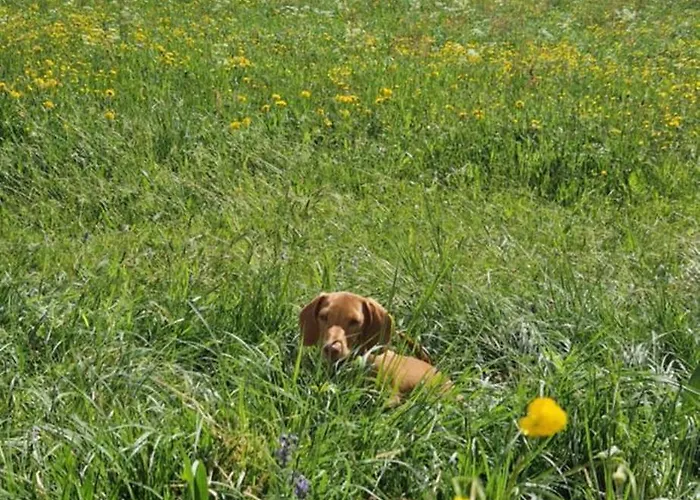 Swiss Mountains, Romantic, Heidiland, And Via Gondola * Quarten