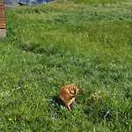 Swiss Mountains, Romantic, Heidiland, And Via Gondola 度假居 *