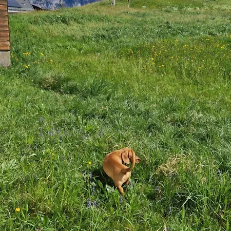 Swiss Mountains, Romantic, Heidiland, And Via Gondola Tatil Evi *
