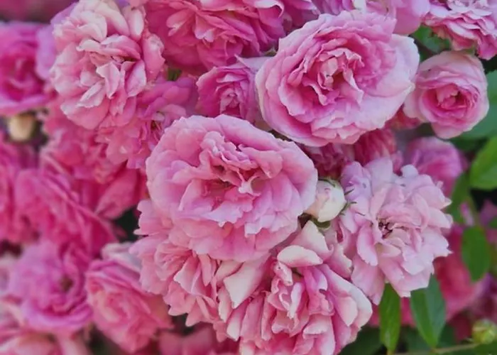 Swiss Mountains, Romantic, Heidiland, And Via Gondola Сasa de vacaciones